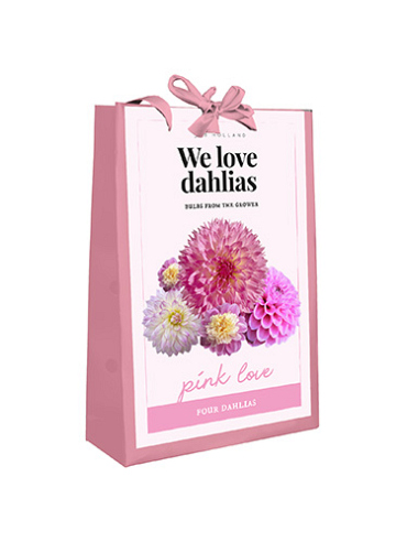 X 1 TAS 4 DAHLIA 'WE LOVE DAHLIAS' PINK LOVE