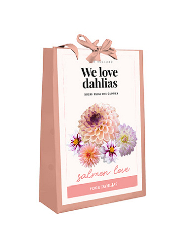 X 1 TAS 4 DAHLIA 'WE LOVE DAHLIAS' SALMON LOVE