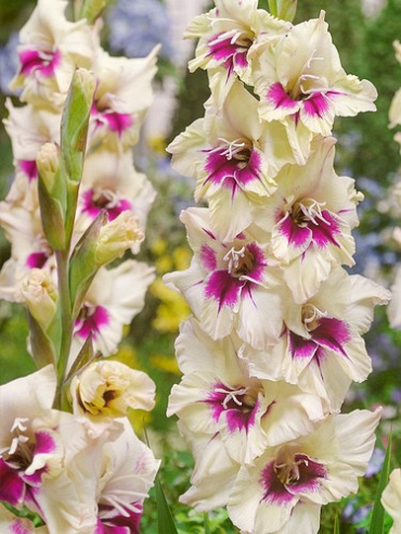 X 100 GLADIOLUS AMBER MYSTIQUE