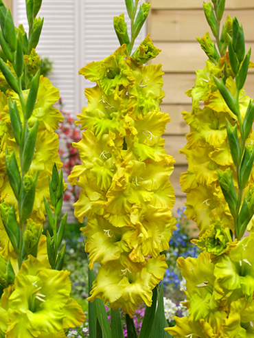 X 100 GLADIOLUS BLITZ