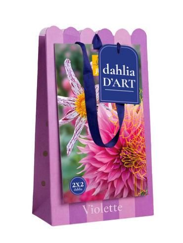 X 1 TAS DAHLIA D'ART 4 DAHLIA VIOLETTE