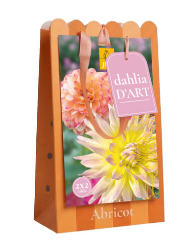 X 1 TAS DAHLIA D'ART 4 DAHLIA ABRICOT