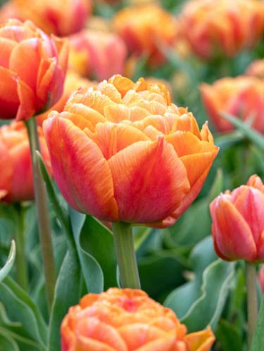 X 100 TULIPA FORMULE ONE