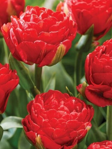 X 100 TULIPA PAMPLONA