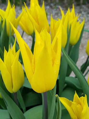 X 100 TULIPA LA PERLA