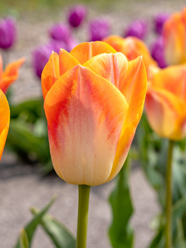 X 100 TULIPA SALMON DYNASTY