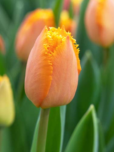 X 100 TULIPA OGENE