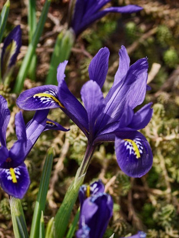 X 100 IRIS RETICULATA BLUE HILL
