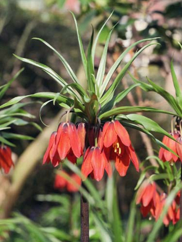 X   25 FRITILLARIA IMP. RED BEAUTY