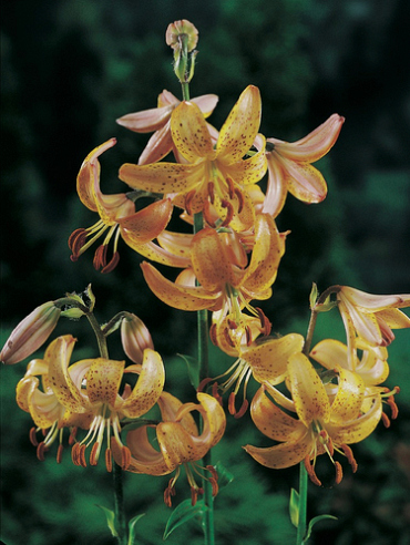 X   25 LILIUM MARTAGON GUINEA GOLD