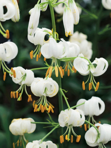 X   25 LILIUM MARTAGON SNOWY MORNING