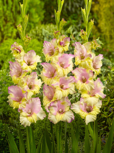 X 100 GLADIOLUS MON AMOUR