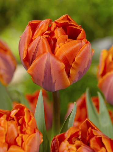 X 100 TULIPA HERMITAGE DOUBLE