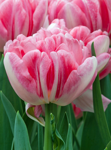 X 100 TULIPA FOXTROT