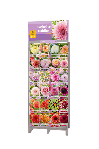 DISPLAY EXCLUSIEVE DAHLIAS (24 x 5)
