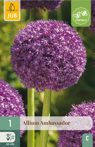 X   1 ALLIUM AMBASSADOR