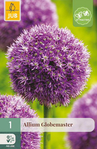 X   1 ALLIUM GLOBEMASTER