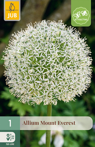 X   1 ALLIUM MOUNT EVEREST