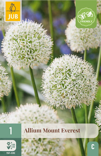 X   1 ALLIUM MOUNT EVEREST