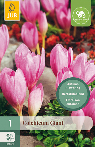 X   1 COLCHICUM GIANT