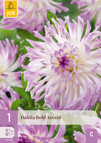 X 1 DAHLIA BOLD ACCENT