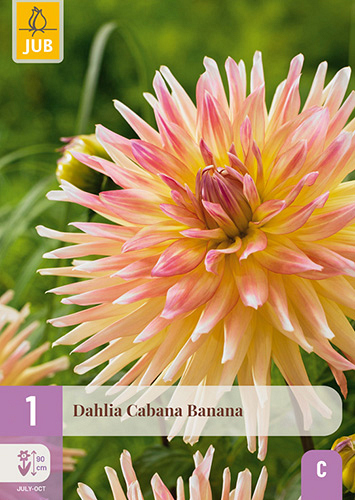 X 1 DAHLIA CABANA BANANA