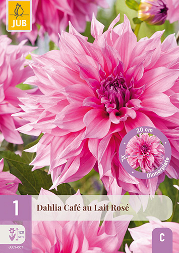X 1 DAHLIA CAFE AU LAIT ROSE