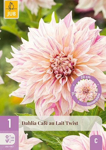 X 1 DAHLIA CAFE AU LAIT TWIST