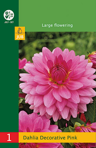 X 1 DAHLIA DECORATIVE PINK