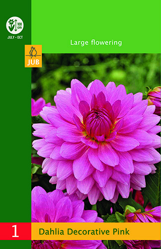 X 1 DAHLIA DECORATIVE PINK