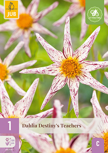 X 1 DAHLIA DESTINYS TEACHERS