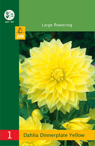 X 1 DAHLIA DINNERPLATE YELLOW