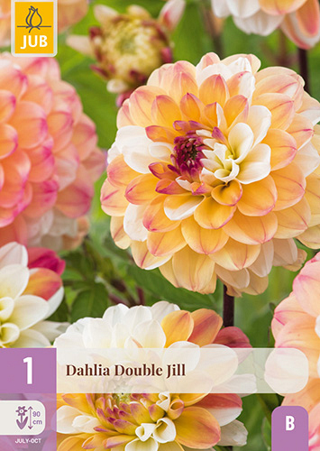 X 1 DAHLIA DOUBLE JILL