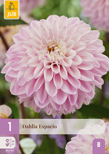X 1 DAHLIA ESPACIO