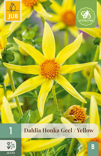 X 1 DAHLIA HONKA GEEL