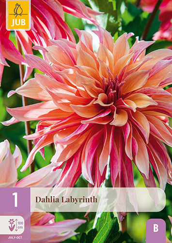 X 1 DAHLIA LABYRINTH