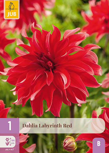 X 1 DAHLIA LABYRINTH RED