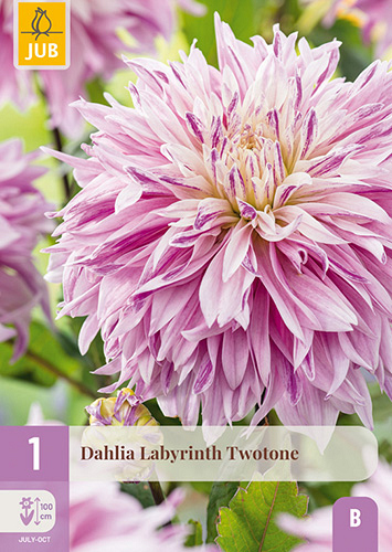 X 1 DAHLIA LABYRINTH TWOTONE