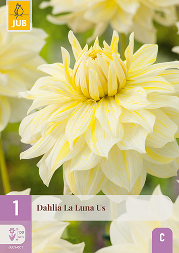 X 1 DAHLIA LA LUNA US