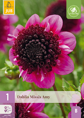 X 1 DAHLIA MISSIS AMY