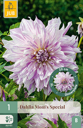 X 1 DAHLIA MOM'S SPECIAL