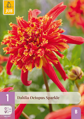 X 1 DAHLIA OCTOPUS SPARKLE