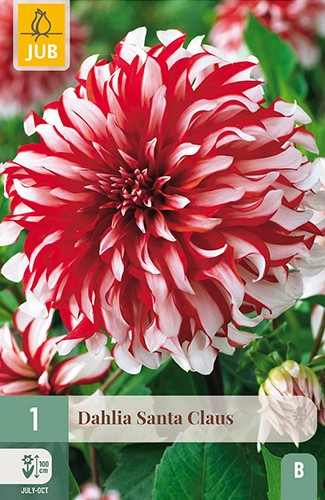 X 1 DAHLIA SANTA CLAUS
