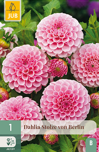X 1 DAHLIA STOLZE VON BERLIN