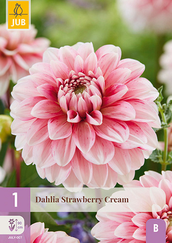 X 1 DAHLIA STRAWBERRY CREAM