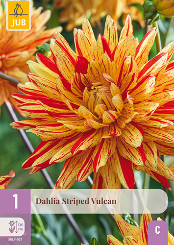 X 1 DAHLIA STRIPED VULCAN