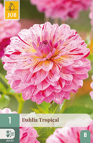 X 1 DAHLIA TROPICAL