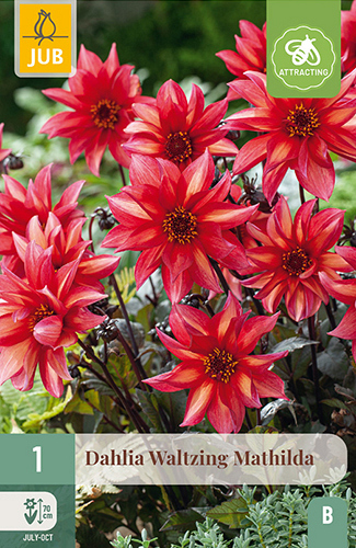 X 1 DAHLIA WALTZING MATHILDA