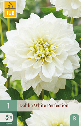 X 1 DAHLIA WHITE PERFECTION