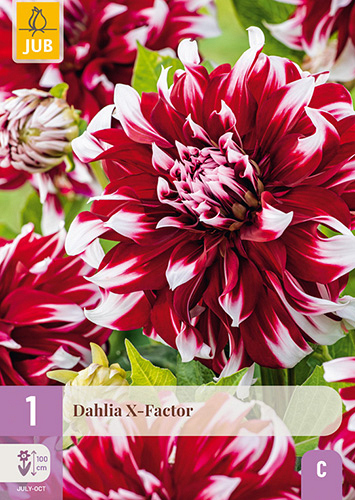 X 1 DAHLIA X-FACTOR